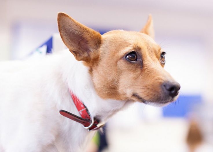 Ballards Removals office dog